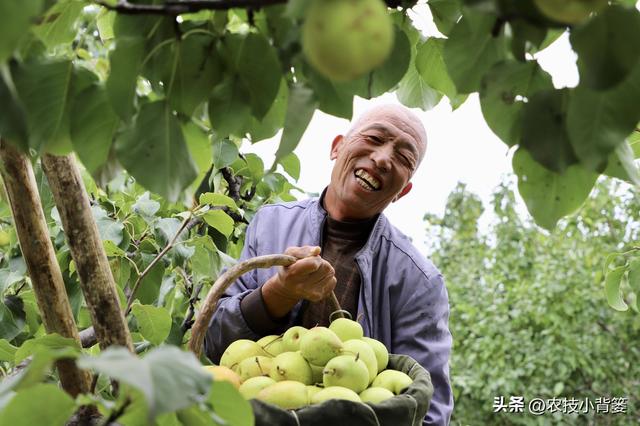 不花钱、不打药、绿色环保无公害，10个方法巧治植物病虫害