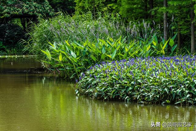 庭院自然式水景边适合种什么植物？这6种植物值得拥有