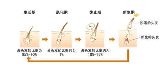 究竟是谁“攻击”了我的毛囊，使得这些毛发无法正常生长？