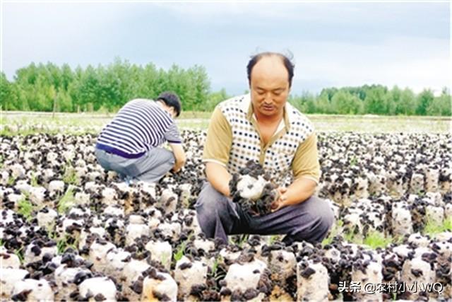 木耳栽培技术，管理方式详细，值得收藏