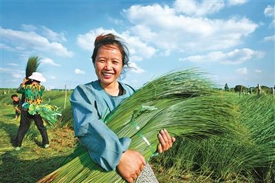 黄古林蔺草-水稻轮作系统离全球重要农业文化遗产还有多远？