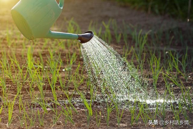 种植蔬菜用好这5个土方法，防病增产又好吃，效果神奇