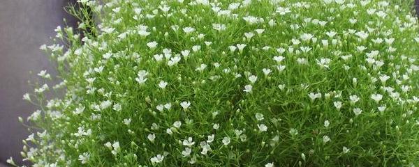 满天星种植时间