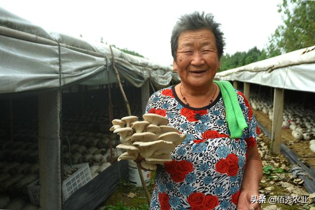 安徽农民种植蘑菇，祖孙三代齐上阵，苦熬30年终于修成正果