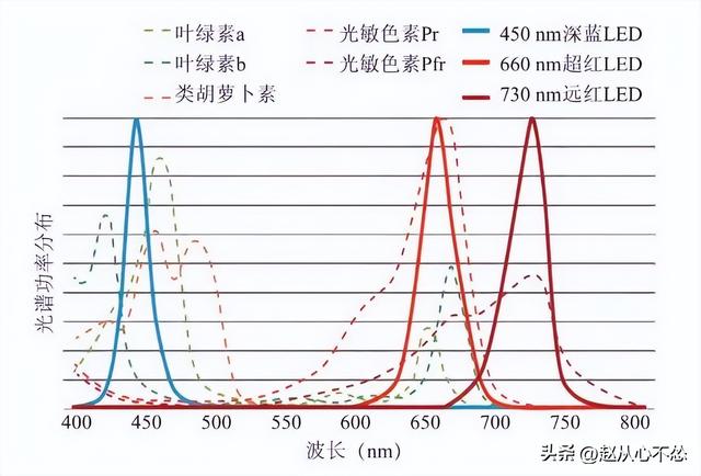 低温下，为什么V2（BR-16）是最适合种植的波罗水稻品种？