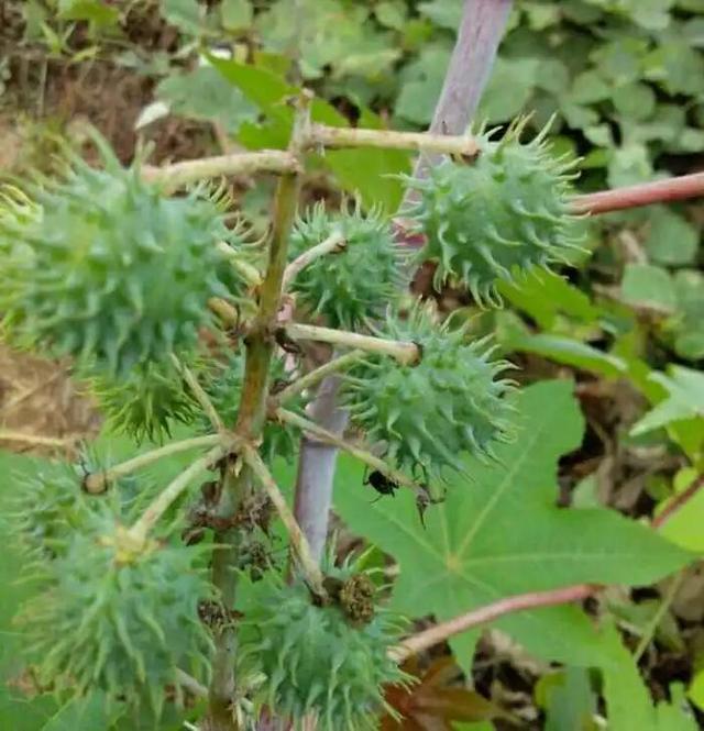 外来物种蓖麻，0.2mg毒素即可致命，很多人小时候玩过