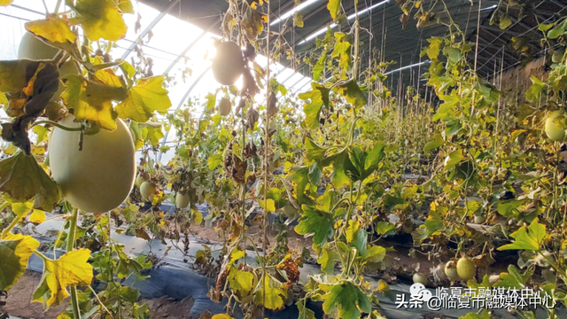 反季节白兰瓜试种成功！临夏市折桥镇发展特色瓜果种植 助推群众增收致富