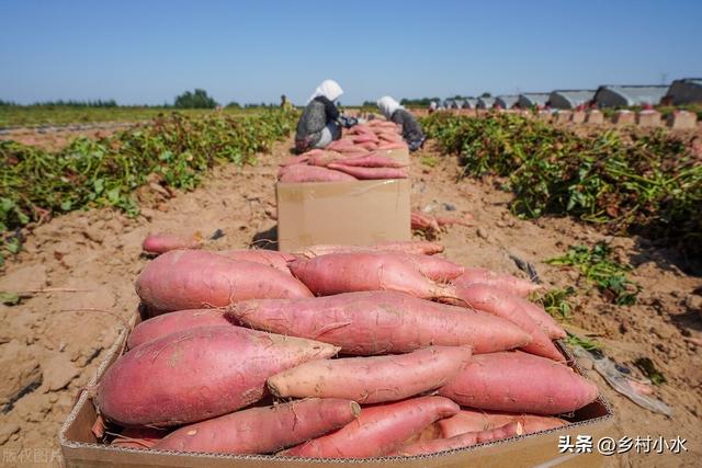 红薯如何种植产量高？老农说严格做好3点，红薯想不高产都难