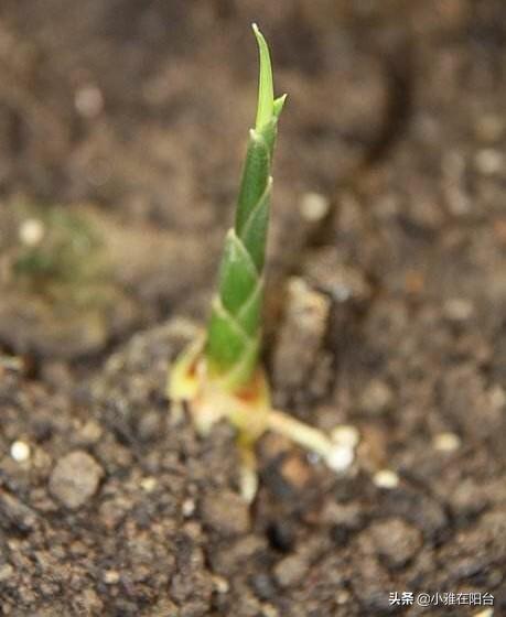 吃剩下的菜根菜头，丢土里就长，空油桶就能种，一次收获一大盆