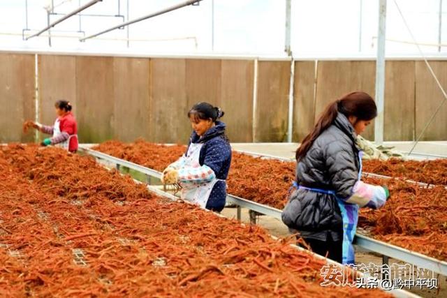 贵州道地药材种子种苗繁育中心：育好种苗出好药