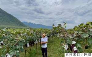 水果种植利润(26岁小伙秦岭种葡萄，30亩地收获季月利润20万，每天只睡4小时)