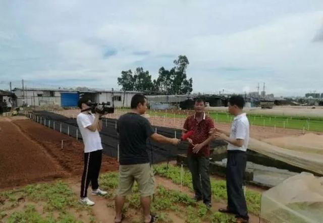 海口市农业局技术指导组前往城西镇大样村开展灾情调查和技术指导