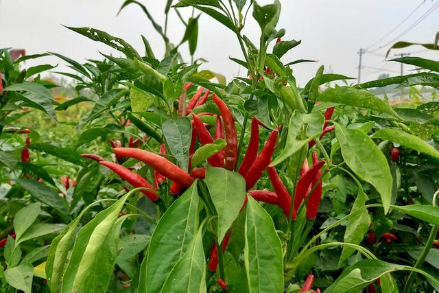 亳州谯城区：种植朝天椒 拓宽致富路