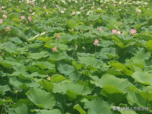 含姑旬，叫匀匀；五月节，扒龙船