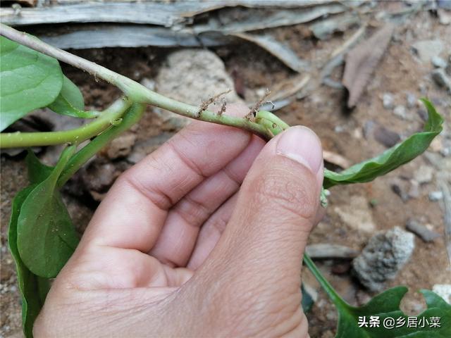 户外野生的木耳菜生长茂盛，摘藤茎扦插种植，冬季也能摘嫩茎叶吃