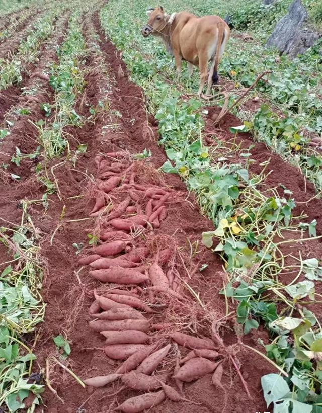 投资1800万元，在粤北承包900亩土地，种植连州高山一点红