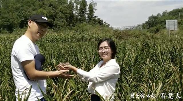 从北京到利川，土家妹带老公回乡种阳荷，两个月野菜卖了20万