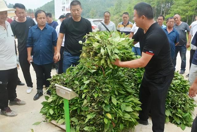 贵州从江县：林下种植板蓝根，“退出”一条致富路