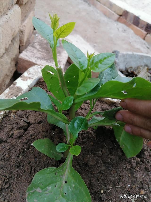 户外野生的木耳菜生长茂盛，摘藤茎扦插种植，冬季也能摘嫩茎叶吃