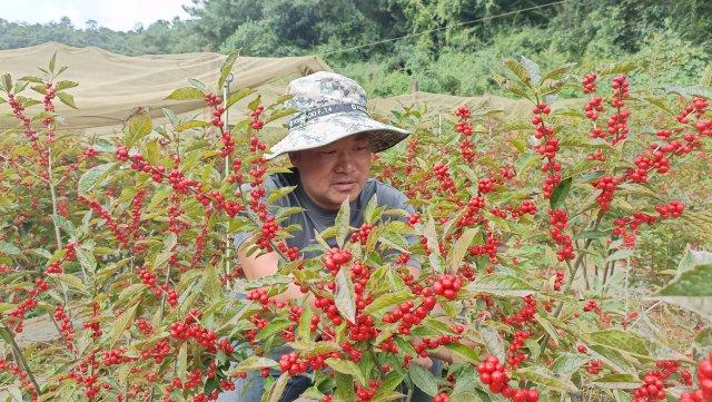 玉溪黄草坝北美冬青搭上“电商快车”销全国