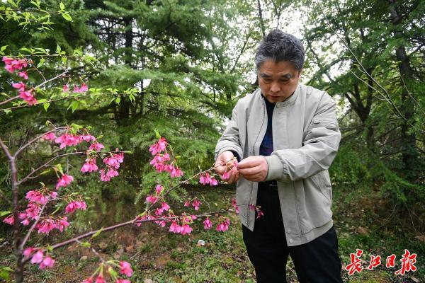 这里的樱花能开100多天，一所大学为他腾地30亩建“实验室”