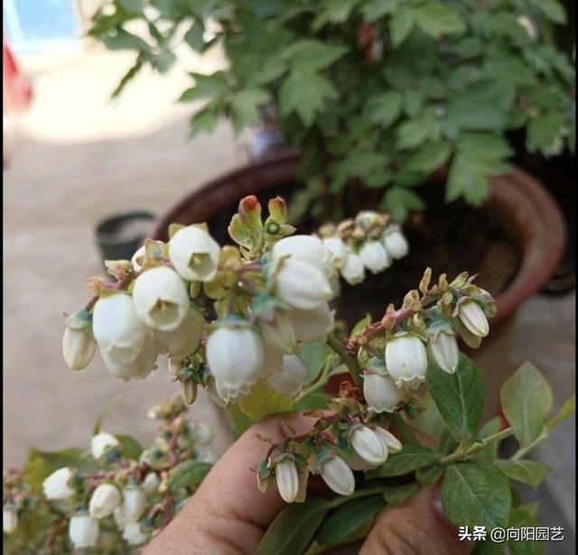 盆栽蓝莓，需要注意哪些问题？沙土栽种，定期用硫酸亚铁灌根