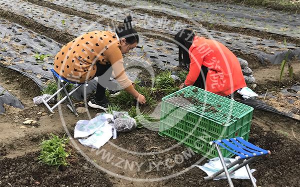 白芨种植田间管理-白芨种植技术篇