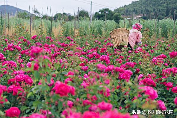 玫瑰没有想的那么娇气，养护起来非常简单