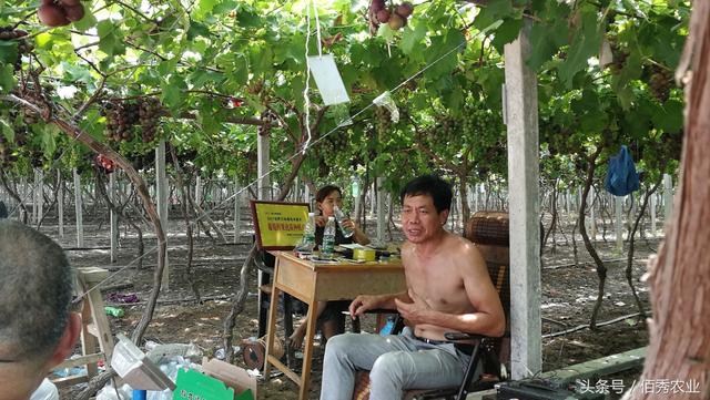 种葡萄一年挣百万，全部都是辛苦钱！大棚里50度，夏天只能这么过！