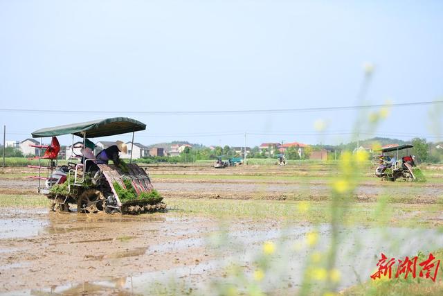 衡阳县完成早稻大田移栽32万亩   预计4月底前完成早稻种植任务