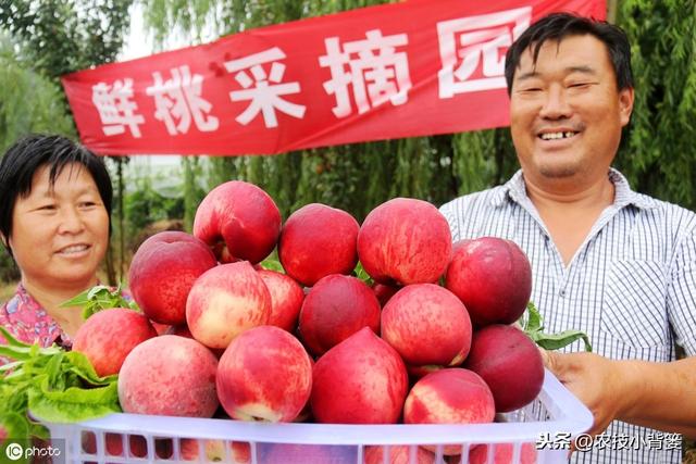 桃树穿孔病危害大、防治难，夏季高温多雨易爆发，桃园要早防早治