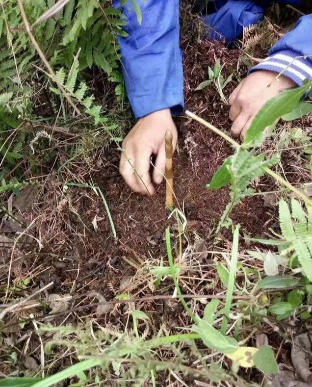 种植天麻市场风险小效益高，专家手把手教你栽天麻