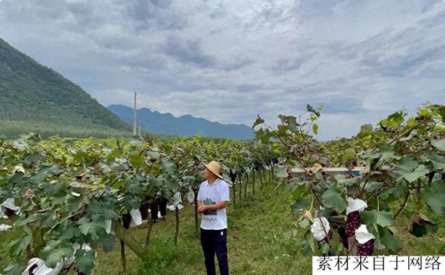 26岁小伙秦岭种葡萄，30亩地收获季月利润20万，每天只睡4小时