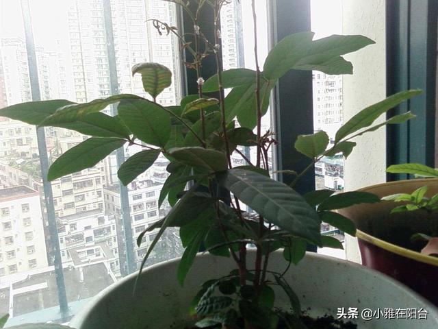 两种水果，吃完果核丢盆里，1个月长成茂盛小盆栽，1年结满果子