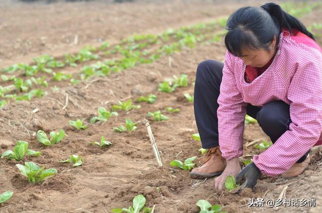 白菜直接播种好还是移栽好？怎样才能包心结实？看完就明白