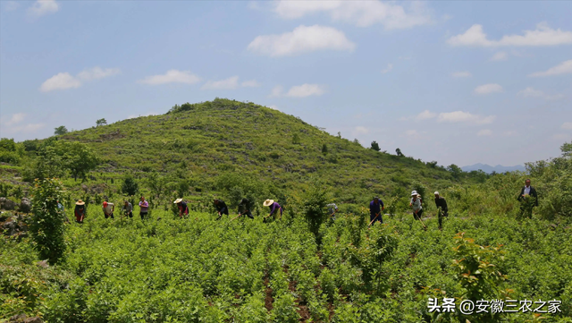 小伙9万元租赁300亩山地创业，后来为何选择艾草种植，三点原因