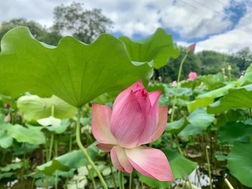 百亩荷花、果蔬、民宿、采摘……高新区水田沟村将成为近郊休闲观光好去处