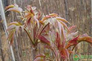 种植香椿要注意什么(“树上蔬菜”香椿的栽培与管理技术概述)