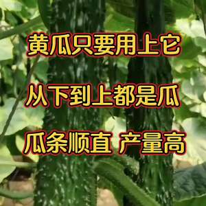 大棚黄瓜种植技术视频(黄瓜只要用上它从下到上都是瓜 瓜条顺直产量高@抖音短视频)