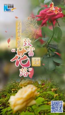 玫瑰花种植要大棚吗(乡味丨辽中玫瑰：“美丽经济”绽放致富“花路”)