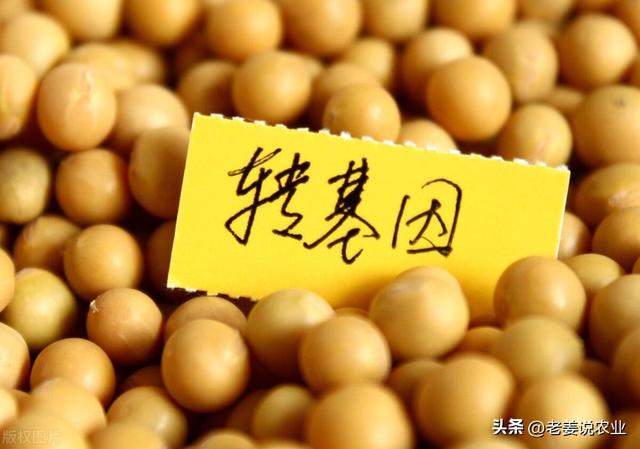 今年大豆丰产丰收，大落价是大趋势？2023年10月4日大豆价格