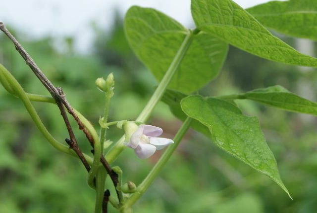 如何利用日光温室，实现早春菜豆间作萝卜一秋芹菜高效栽培？