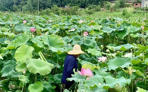 百亩荷花、果蔬、民宿、采摘……高新区水田沟村将成为近郊休闲观光好去处