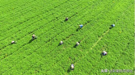 艾叶适合种植的地方及繁殖方法