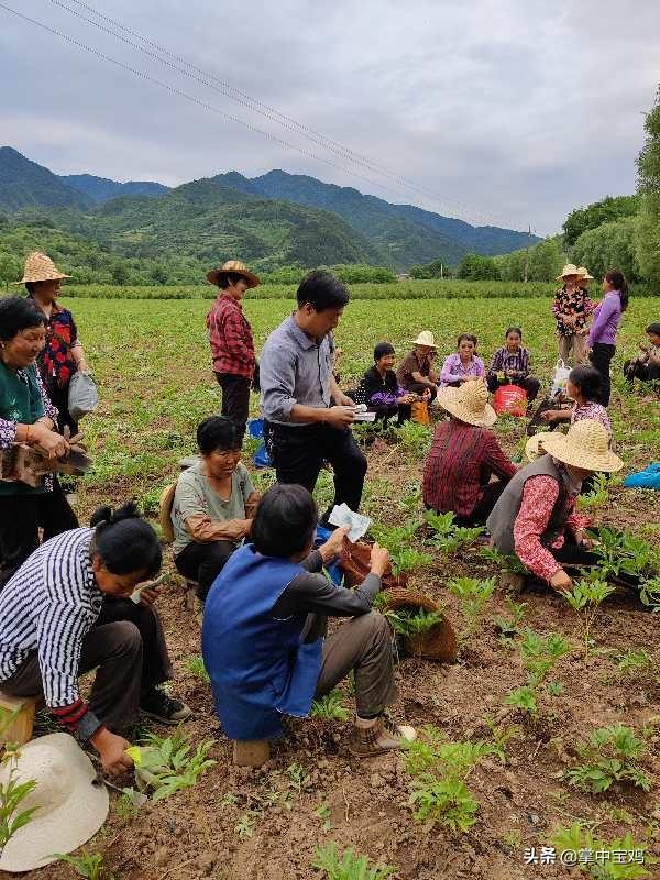 做好乡村振兴的排头兵——陇县大兴药材种植专业合作社