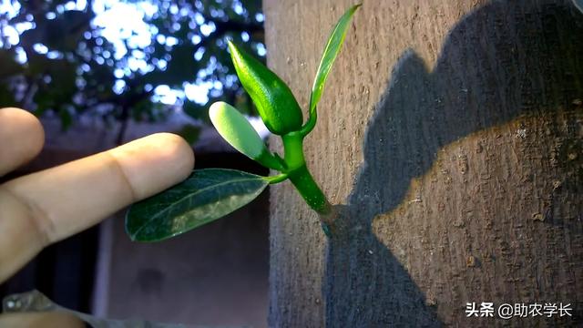 分享菠萝蜜种植知识，看完就知道好不好种了