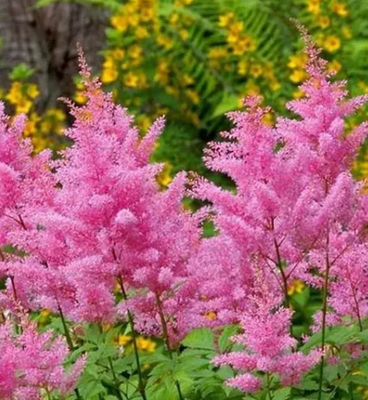 耐寒的多年生草本花卉，简直就是北方庭院的地面之宝