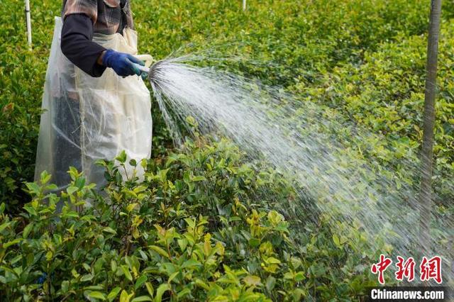 广西特色林业经济发展迅速 优质油茶种苗供不应求