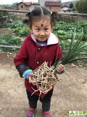 大花蕙兰种子种植方法(兰花的种子怎么繁殖？)