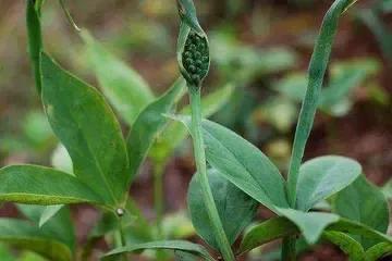 农村租地种植一亩半夏一年大约能赚多少钱？